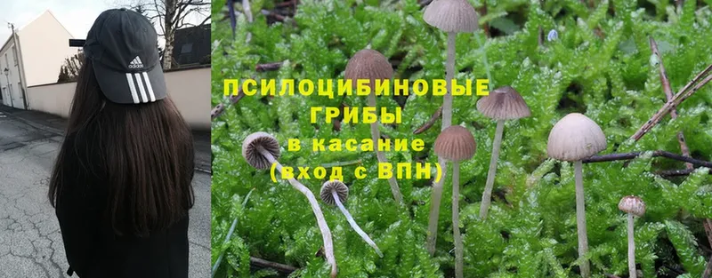 купить   Ульяновск  OMG ссылки  Псилоцибиновые грибы мицелий 